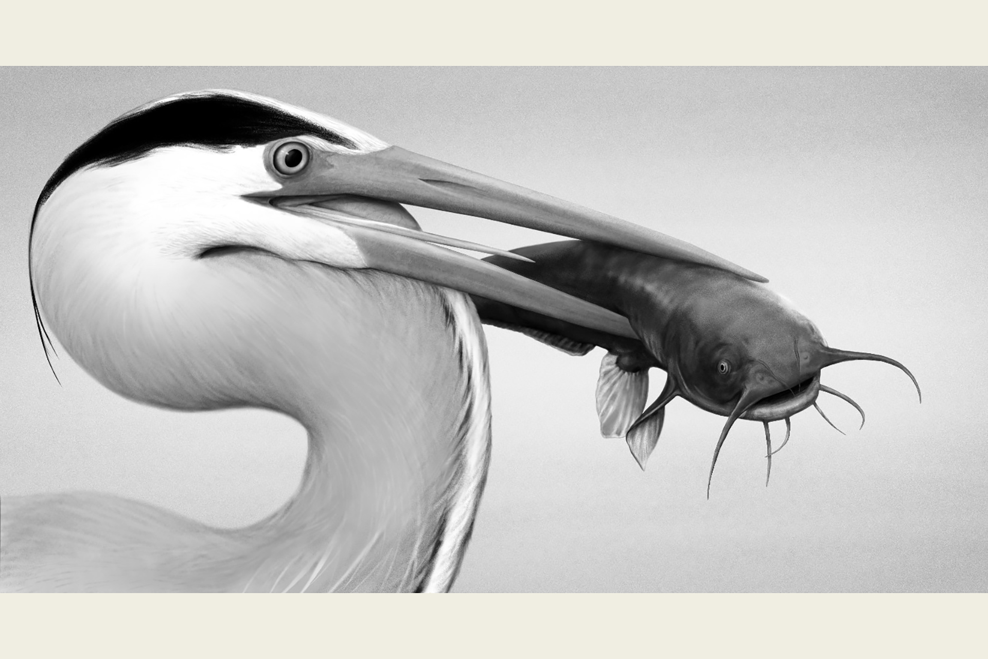 Digital painting of a Great Blue Heron with a catfish in its beak
