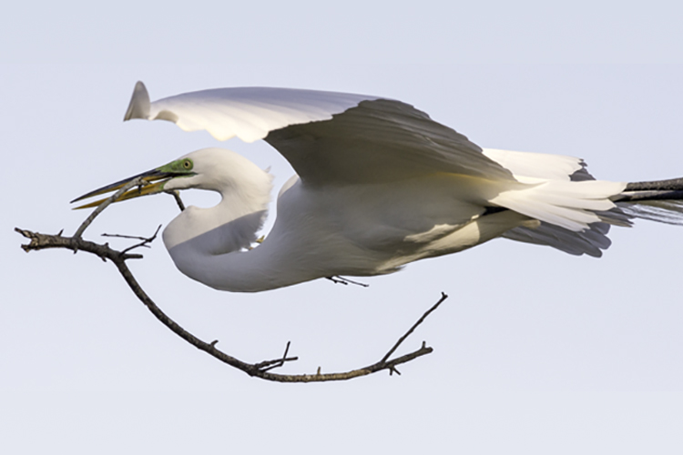 A great egret in flight with a stick in its beak