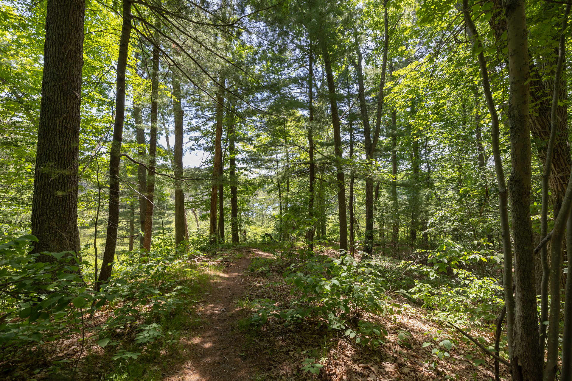 Cedar Pond Forest in Spring