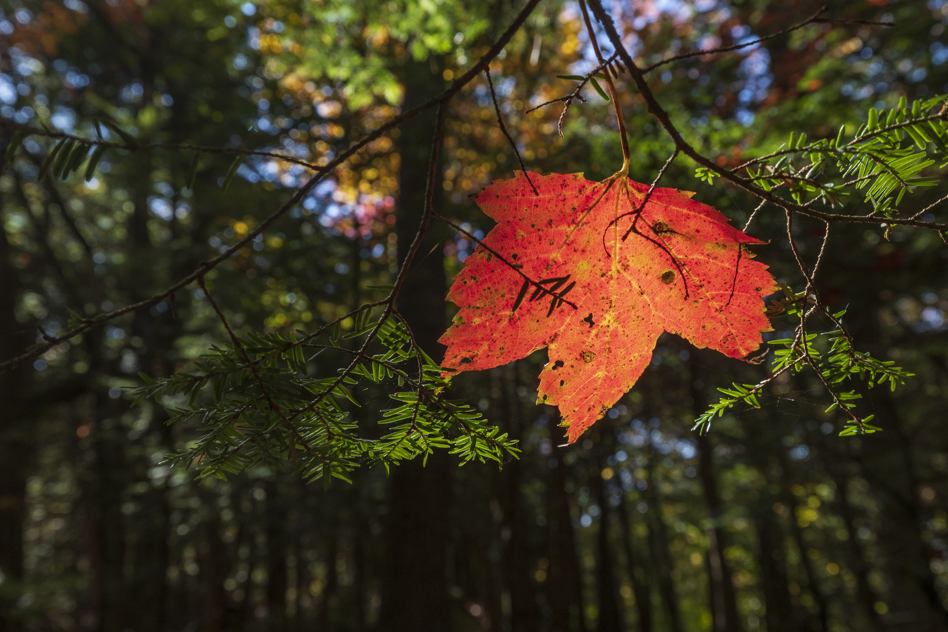 An orange-red leaf on a tree against green pine needles.