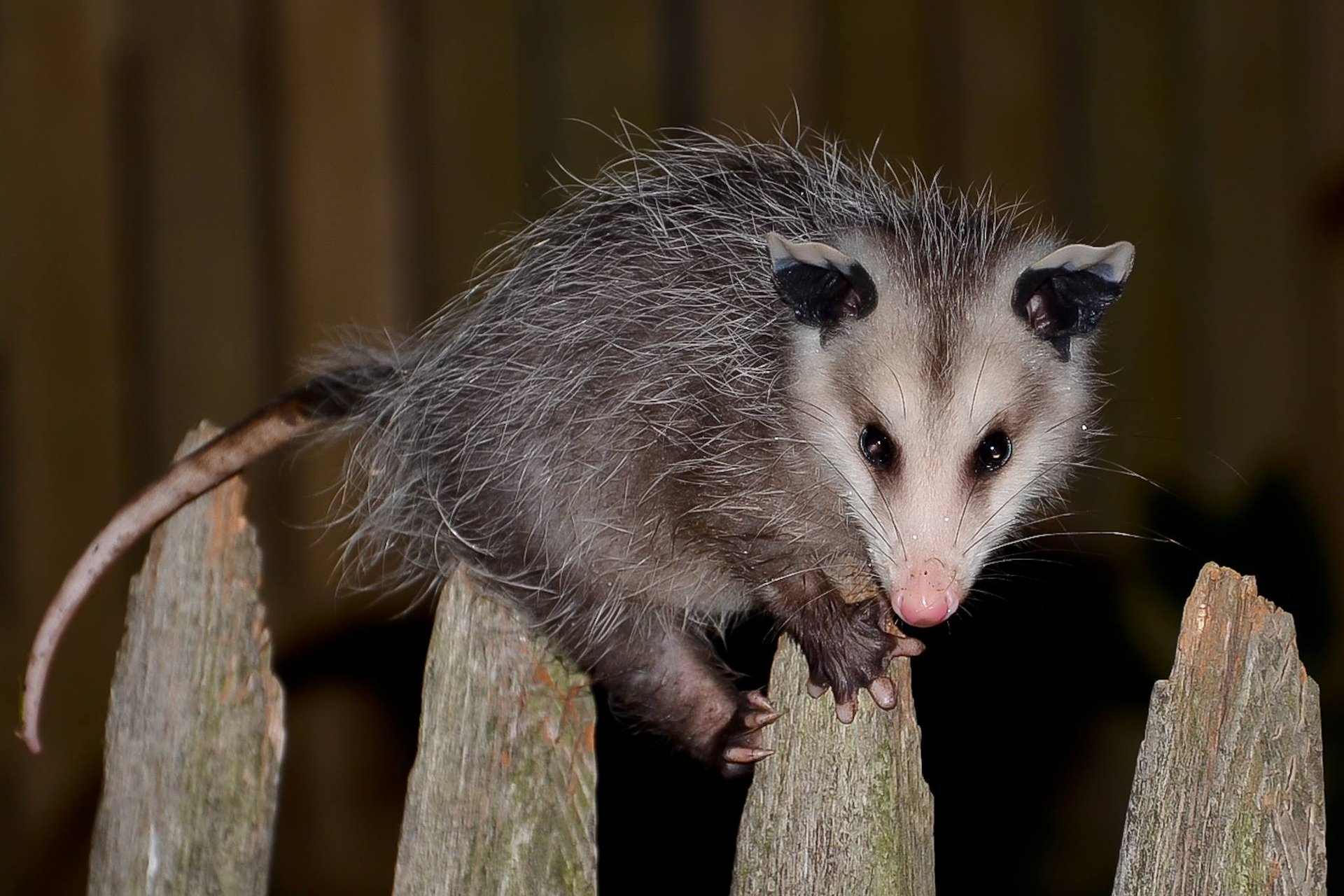 A baby opossum on top of a fence looking at the camera.