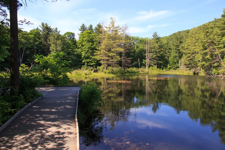 Wooden boardwalk on the banks of a pond. Green pines surround the pond, reflecting off the water along with the blue sky.