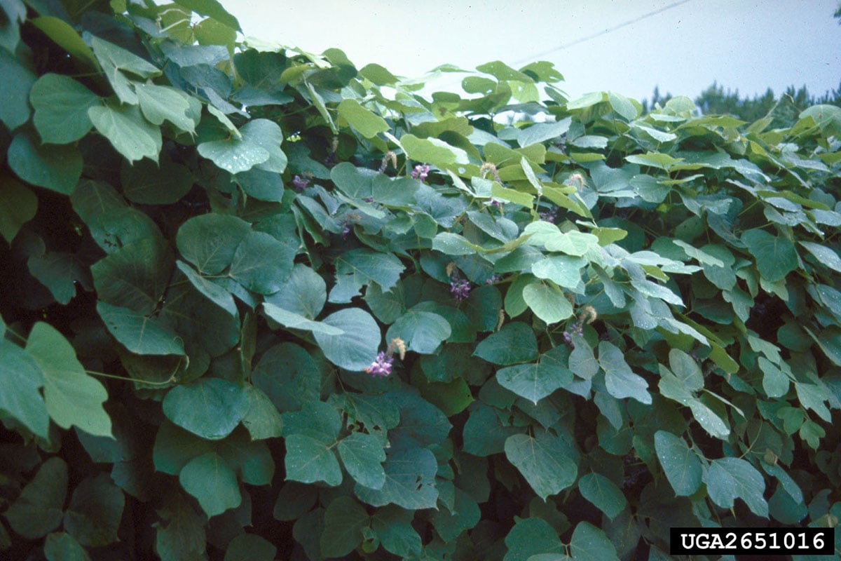 Kudzu stand