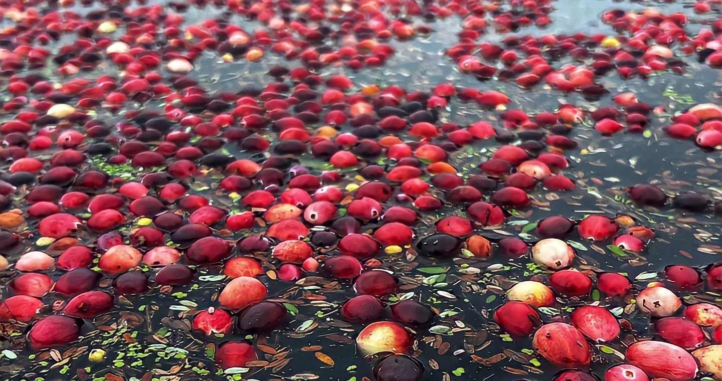 cranberries in water