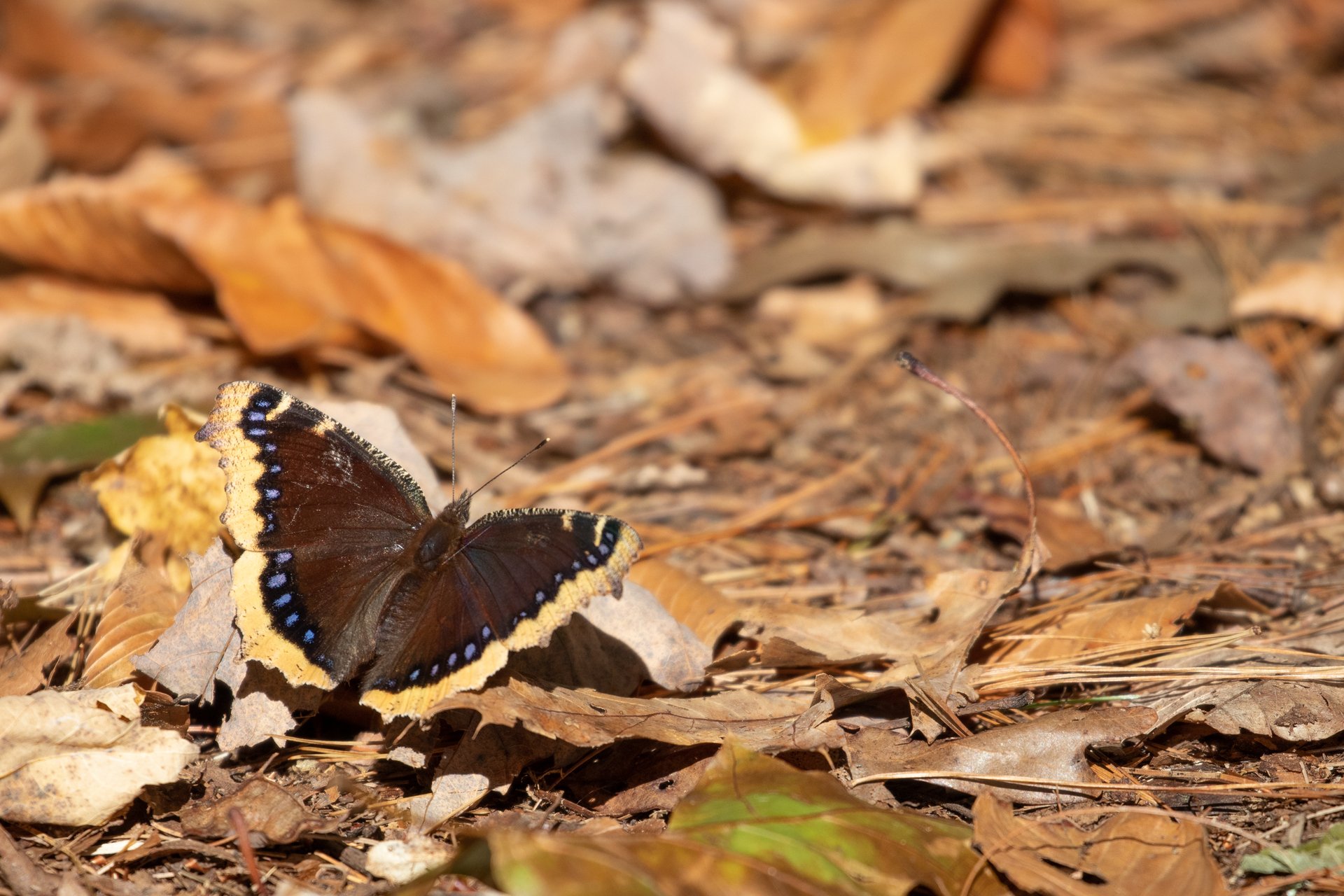 butterfly landed on ground