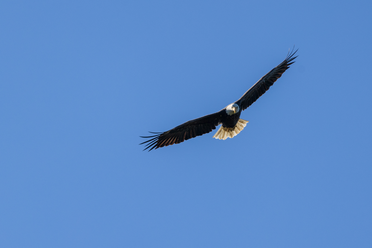 Eagle with wings outstretched in a blue, cloudless sky.