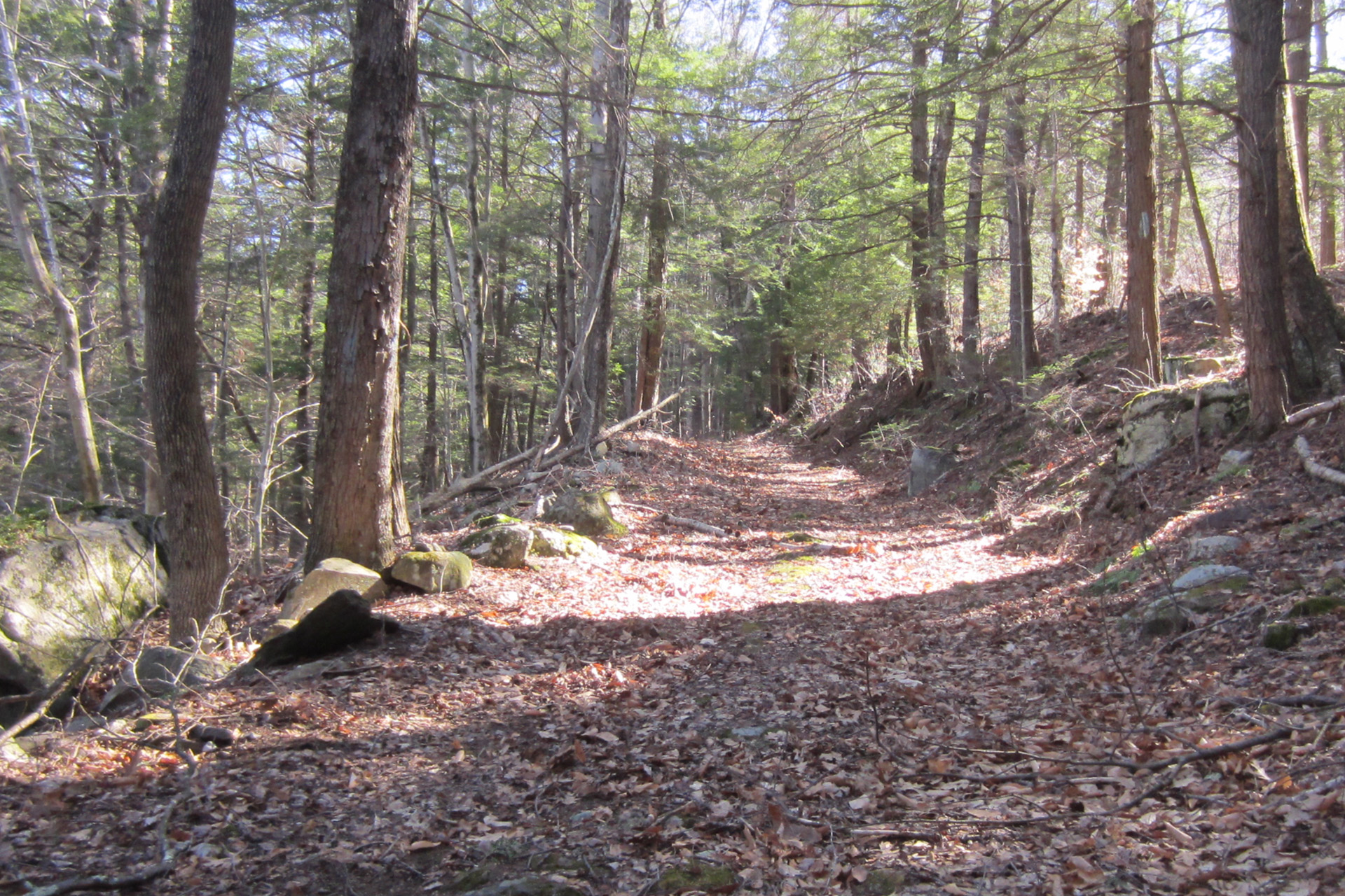 wooded path through the trees