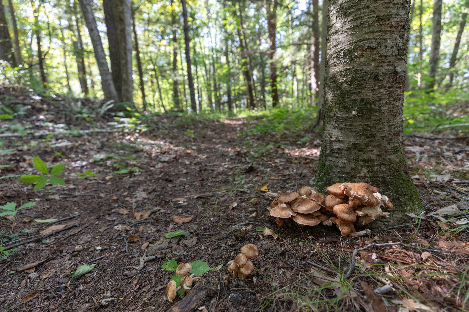 Cluster of small brown mushrooms at the bottom of a tree.
