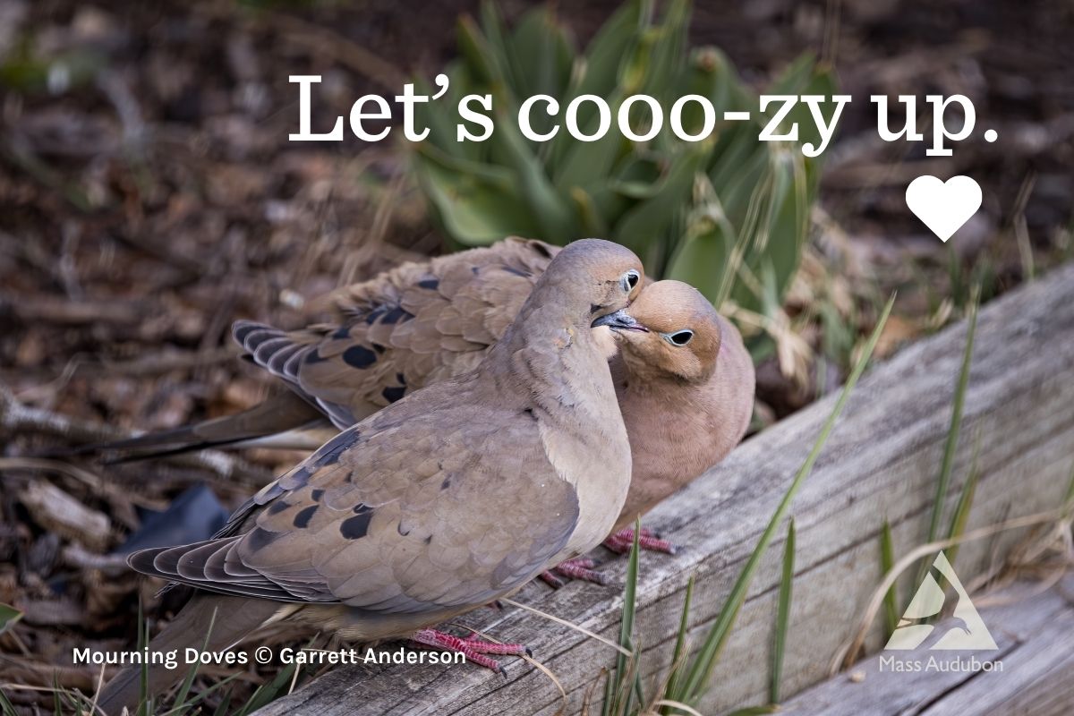 Mourning Dove Valentine