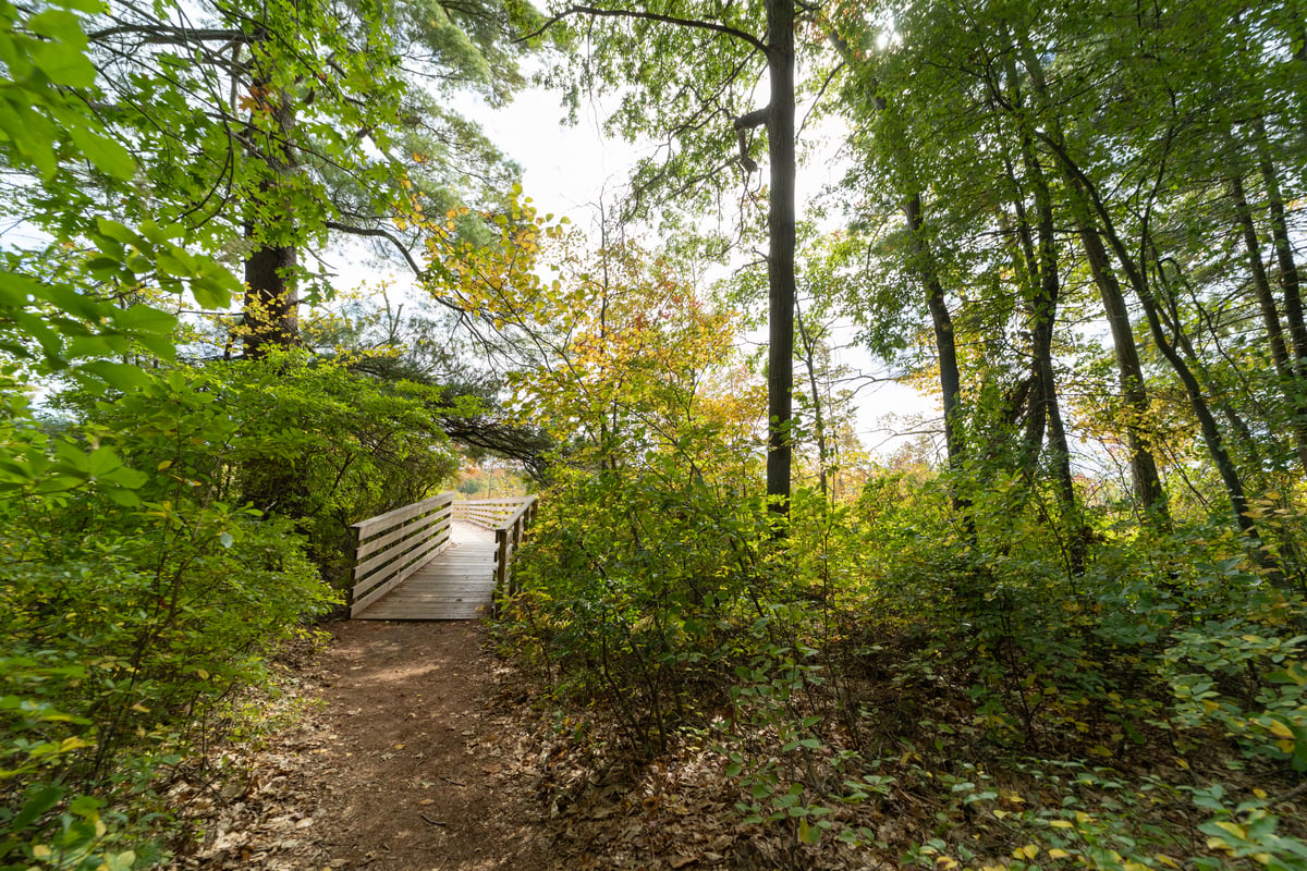 Small boardwalk at Stony Brook  through forest