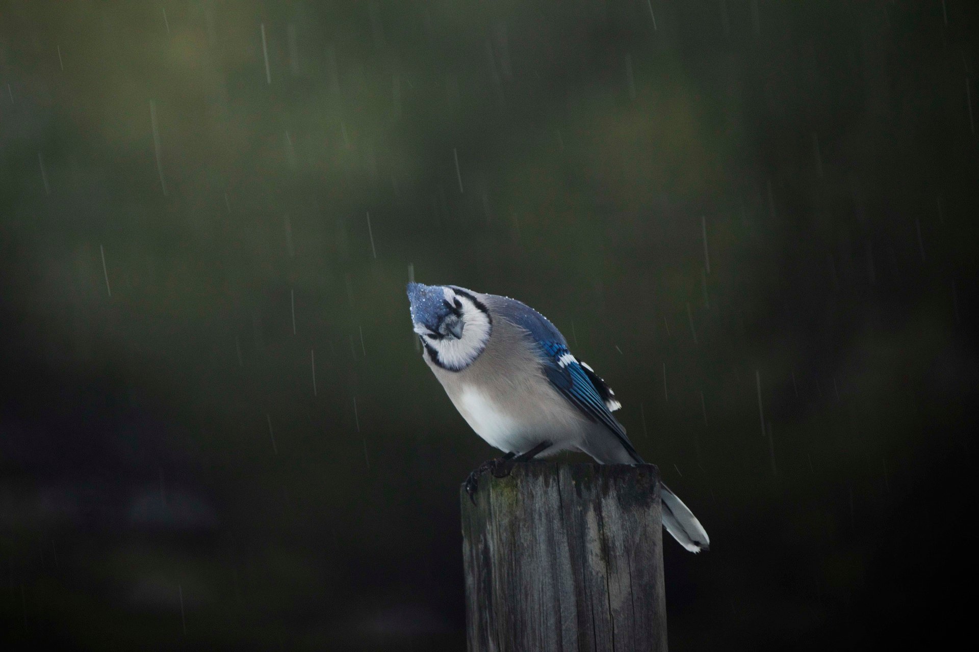 A Blue Jay sits on a post and cocks its head in the rain.
