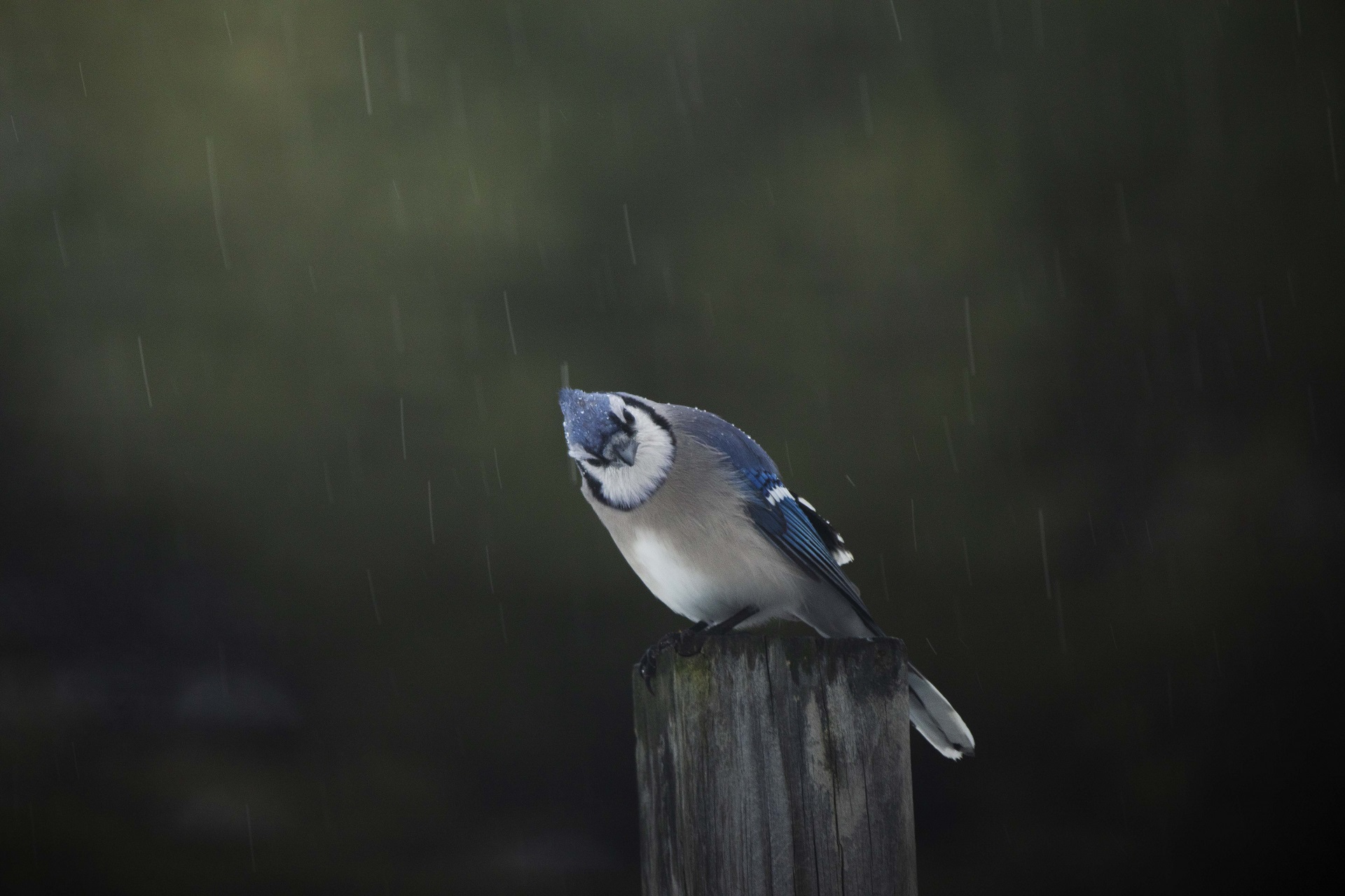 Blue Jays