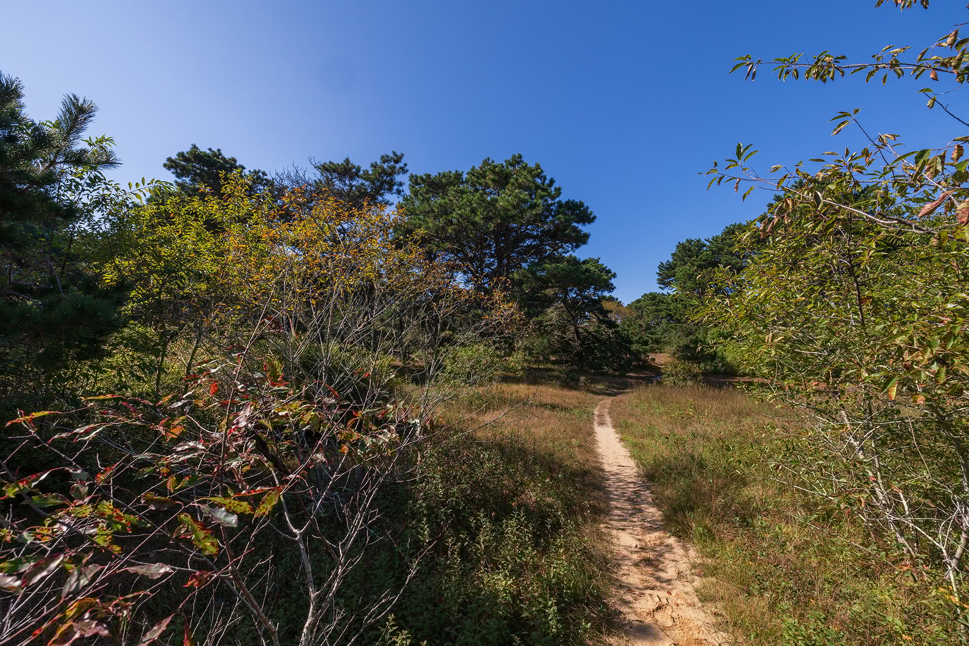 Thin sandy trail at Lost Farm