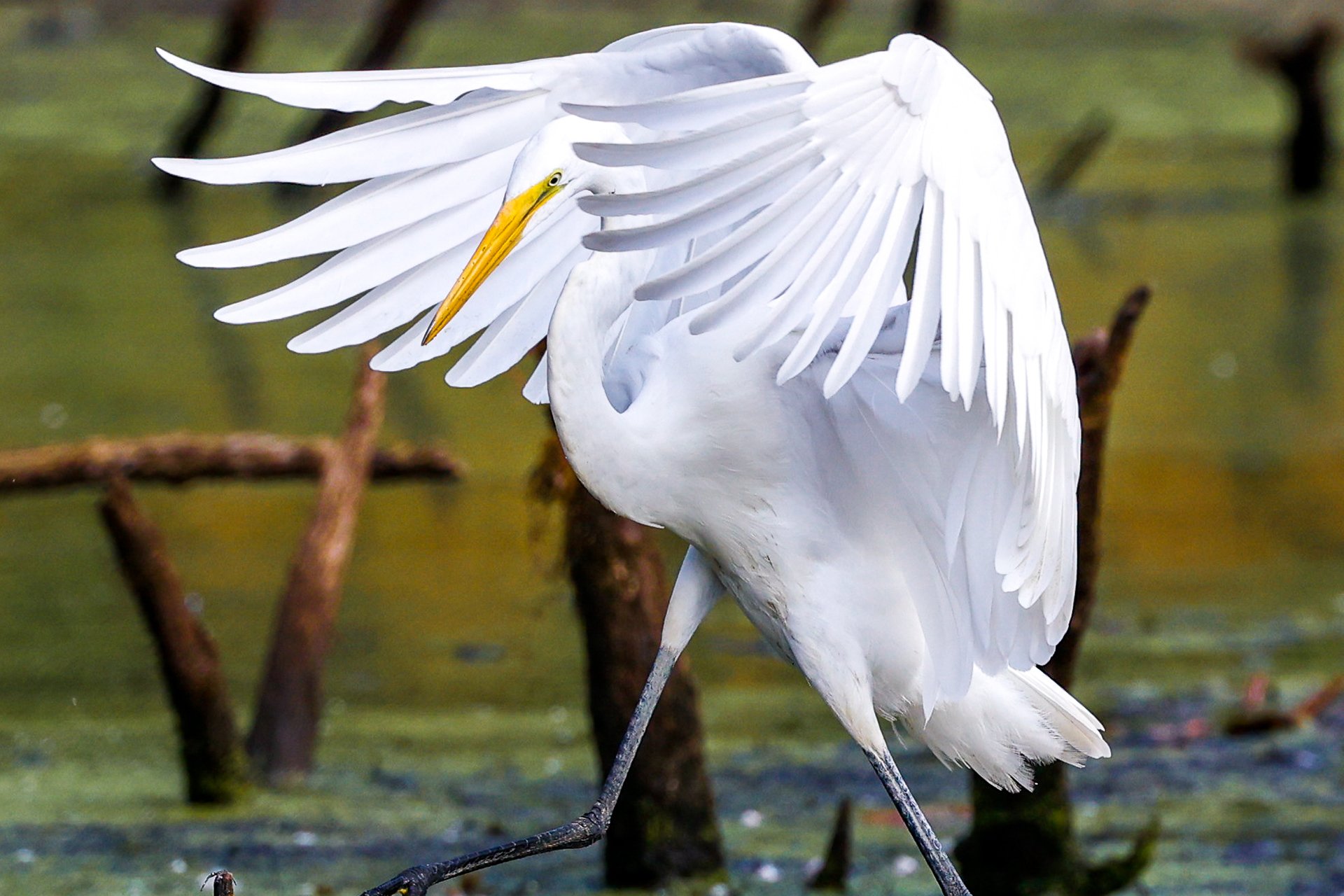 Cropped picture of Great Egret wings out taking a step