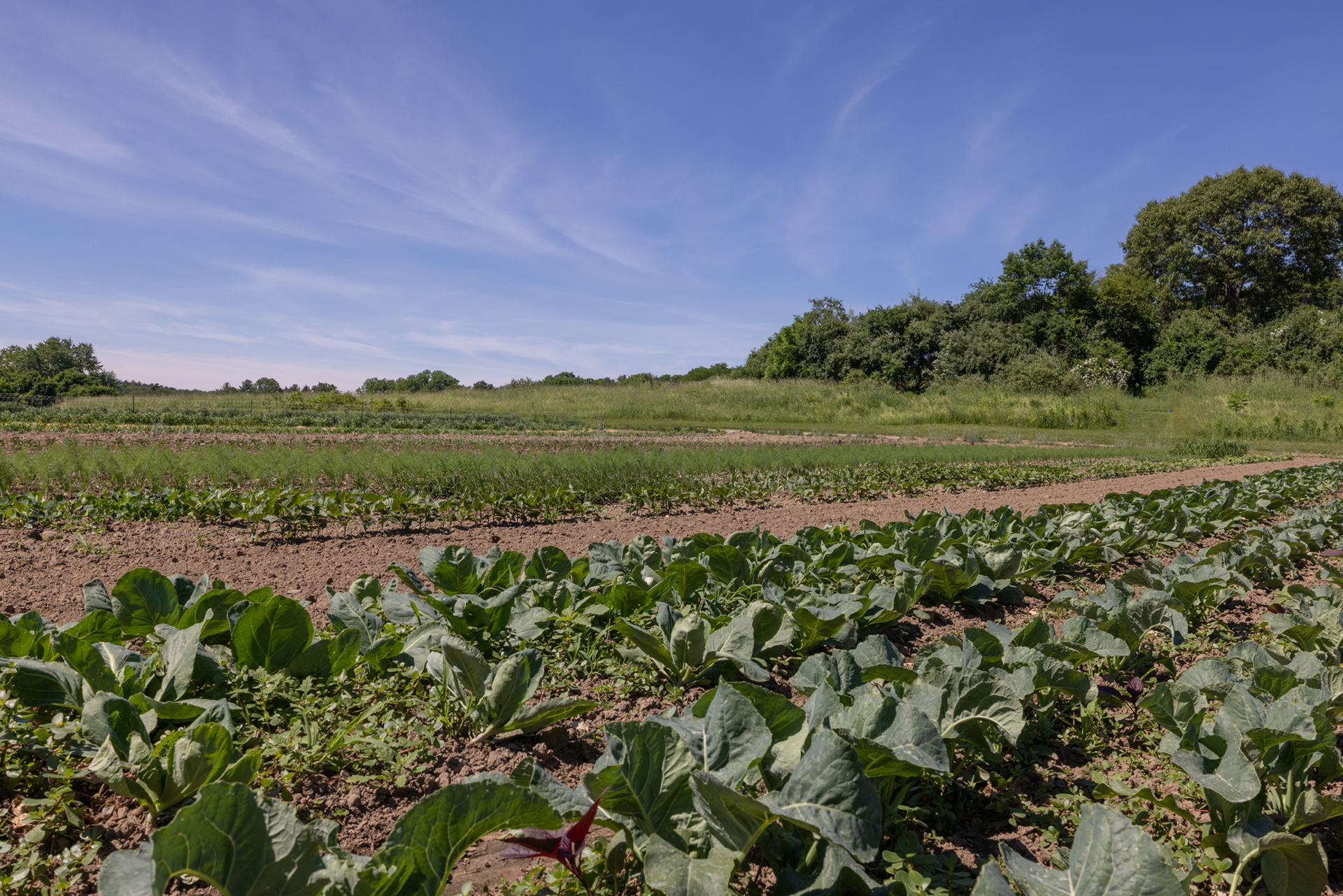 Rows of vegetables at Drumlin Farm