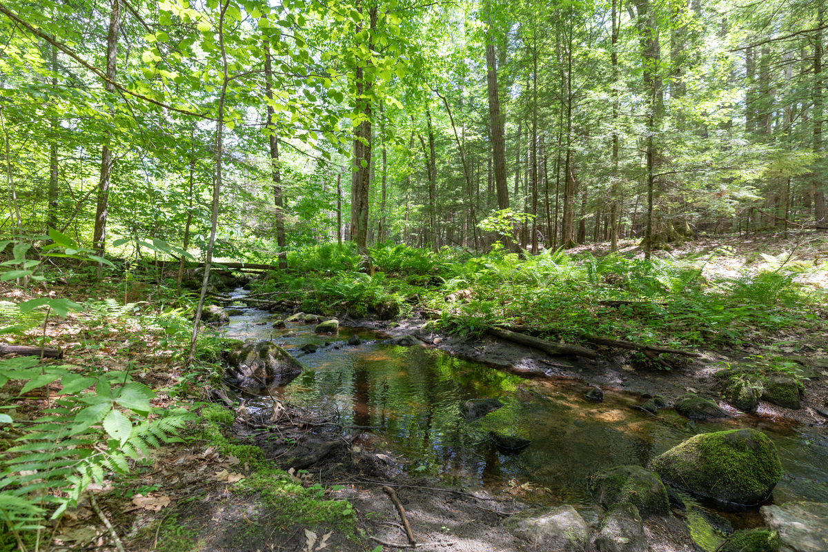 A small stream with rocks in it. Ferns and trees on the water's bank.