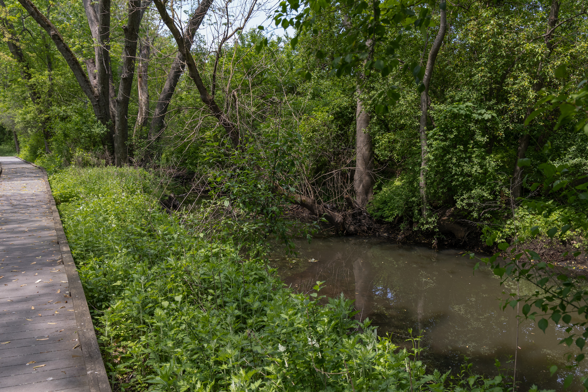 Canterbury Brook at BNC next to boardwalk