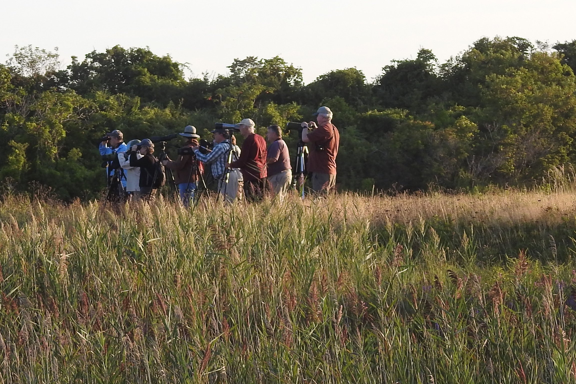 Group of adults birding with binoculars and scopes in a meadow.