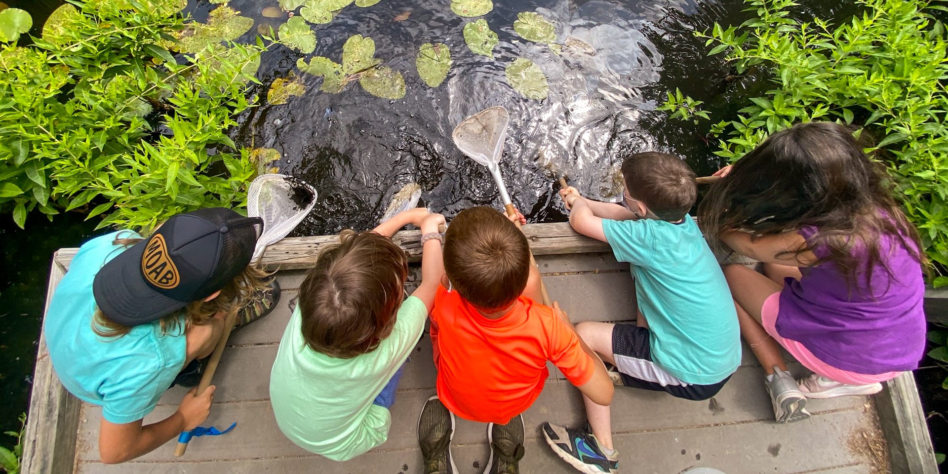 A group of campers on a wooden platform dipping ponding nets into the water