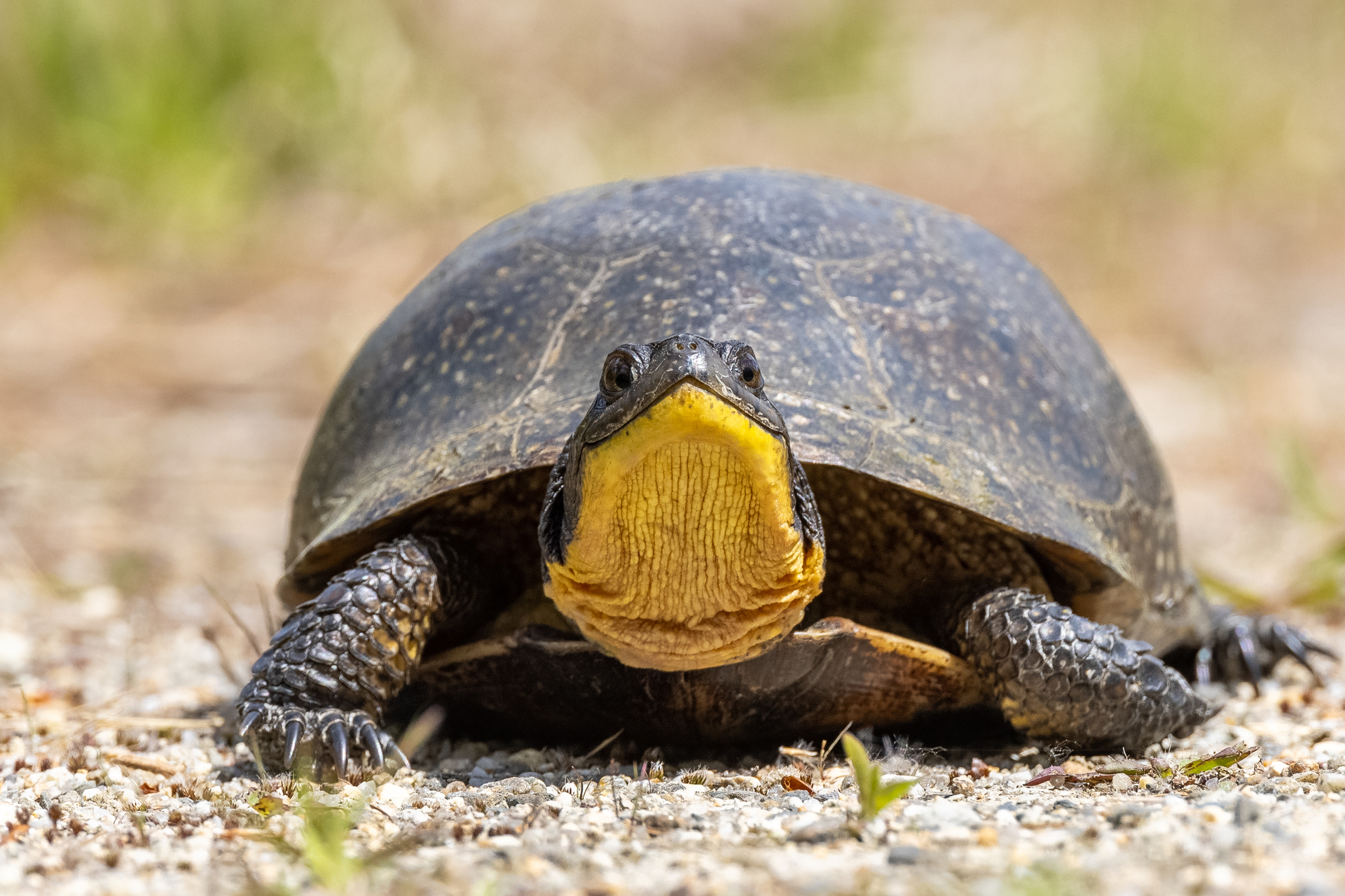 Turtle with a bright yellow neck staring at the camera.