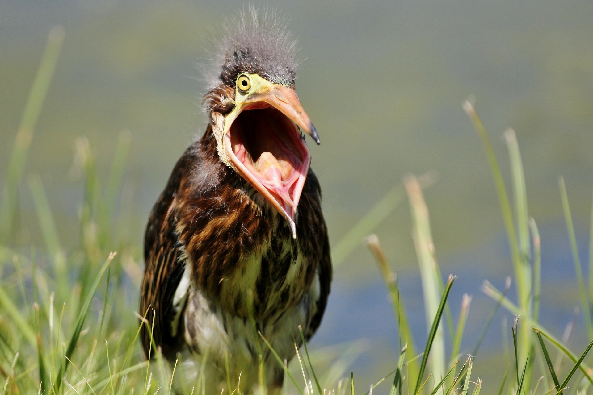 Green heron chick with beak wide open