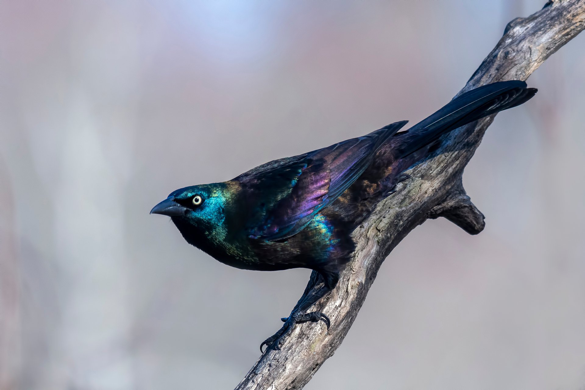 Common Grackle perched on branch