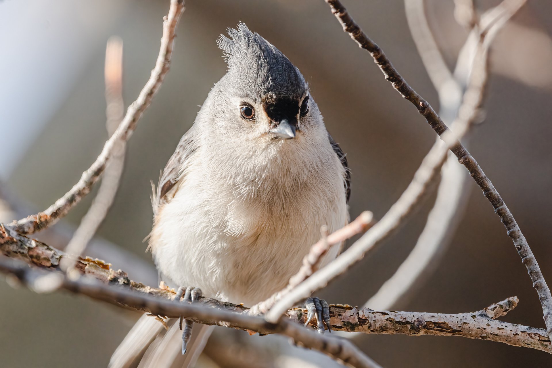 Close up of Tufted Titmouse