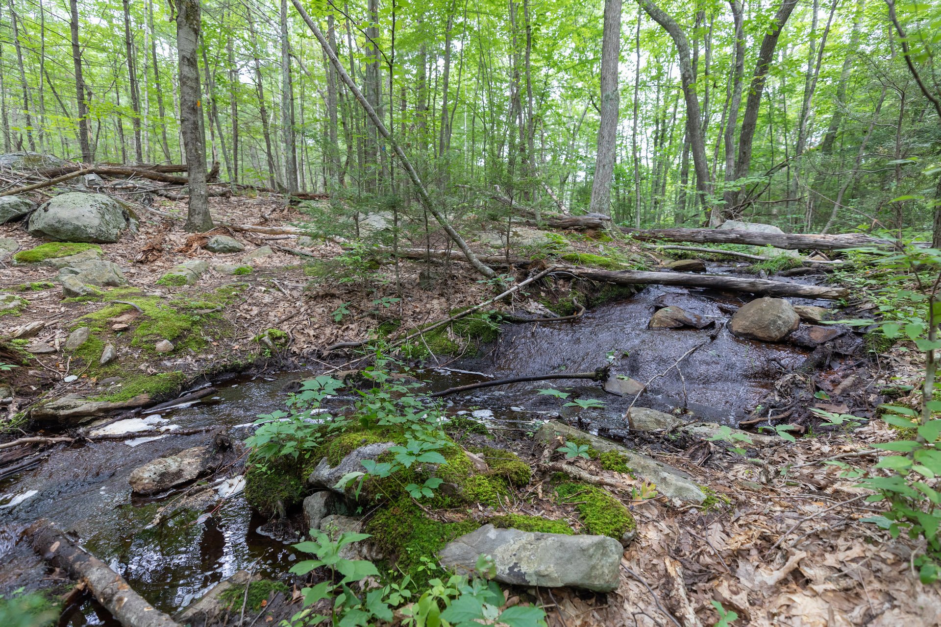 Rocky brook with fallen logs crossing between banks runs in a forest.