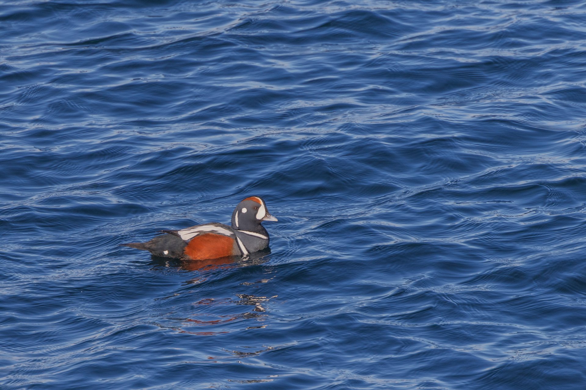 brown slate and white duck in water