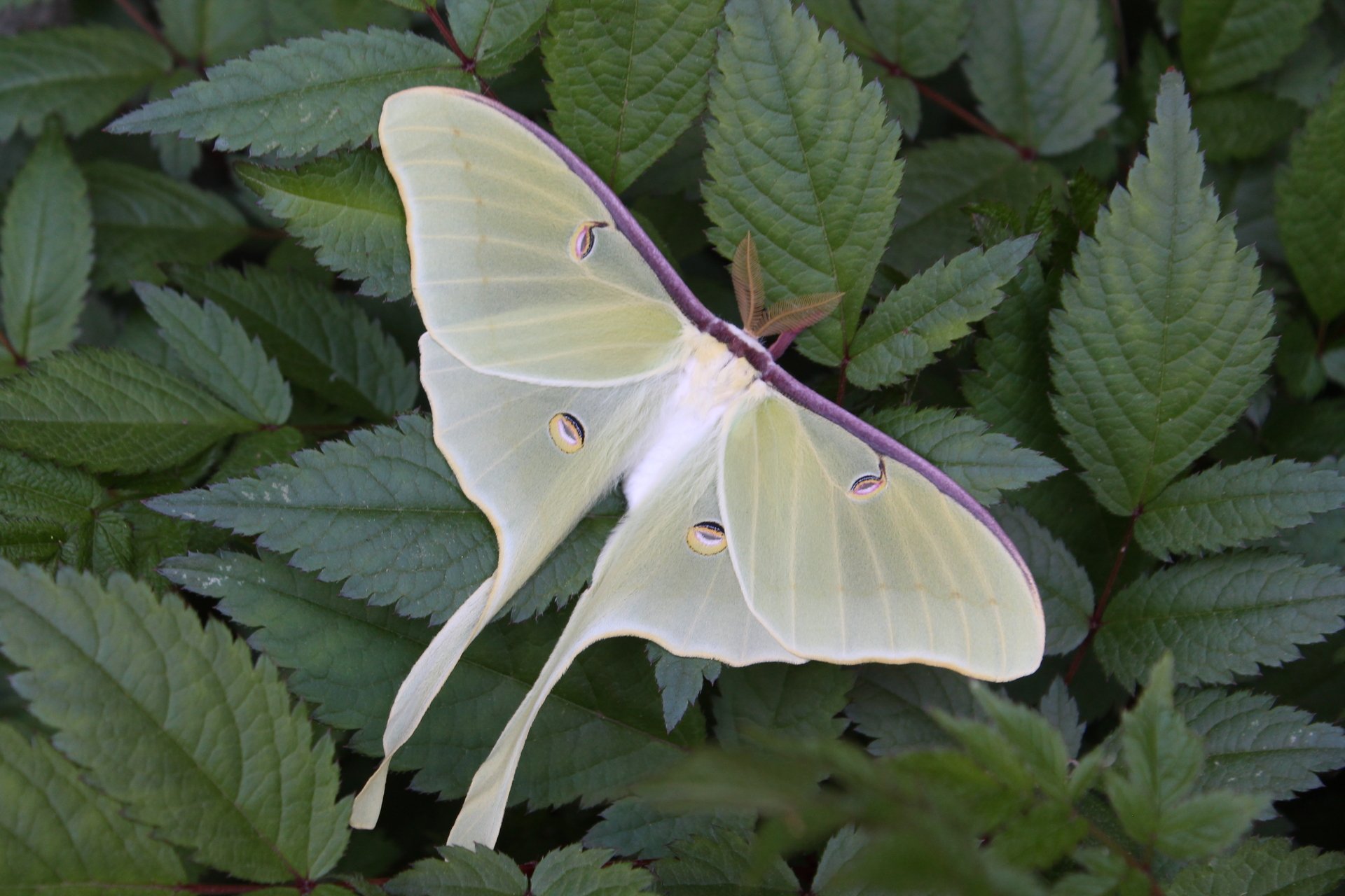 light green moth on leaves