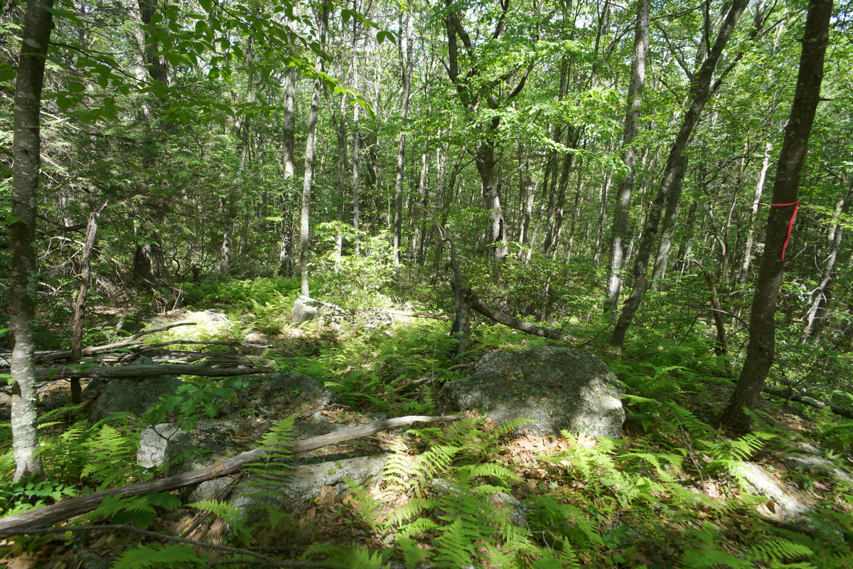 Sunlight filters through a green forest to the rocky forest floor.