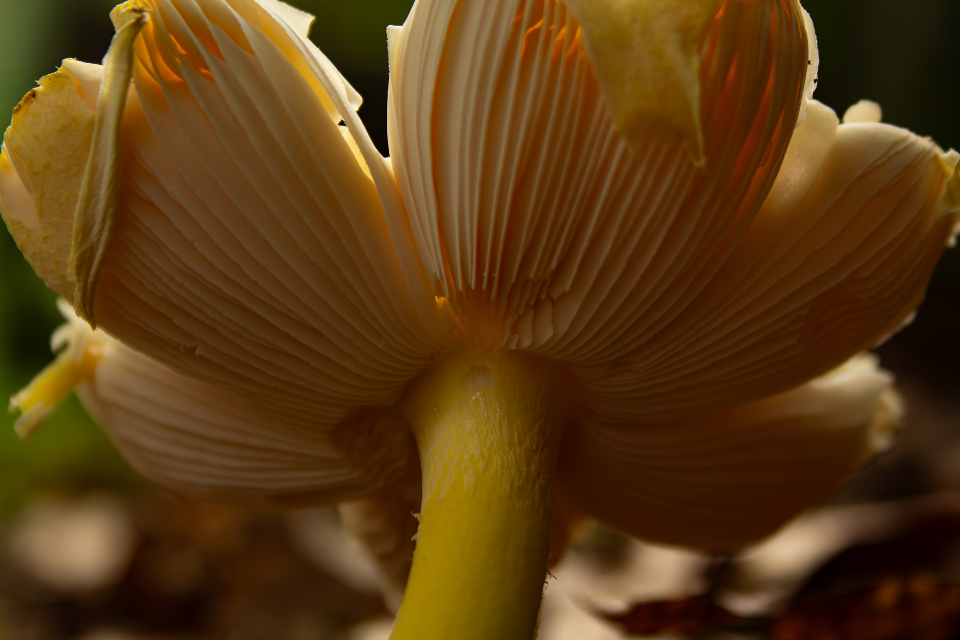 underside of fungi