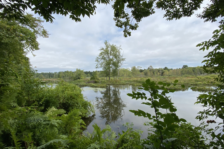 Green leaves and ferns overlooking on to a pond and meadow.