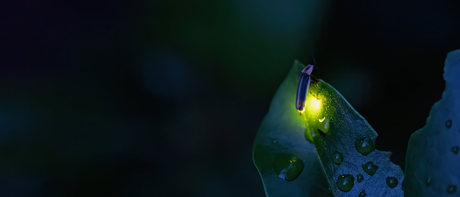 Dark image with a flrefly lighting up a wet leaf