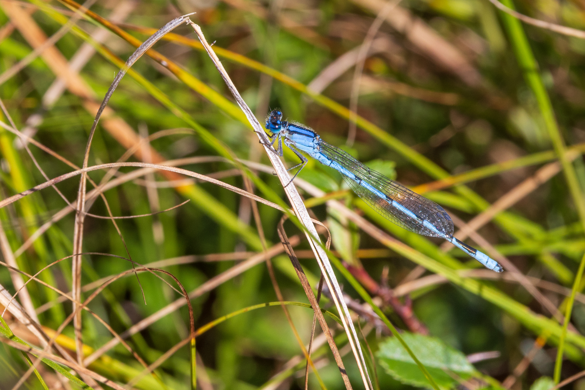 Dragonfly perched on a blade of grass