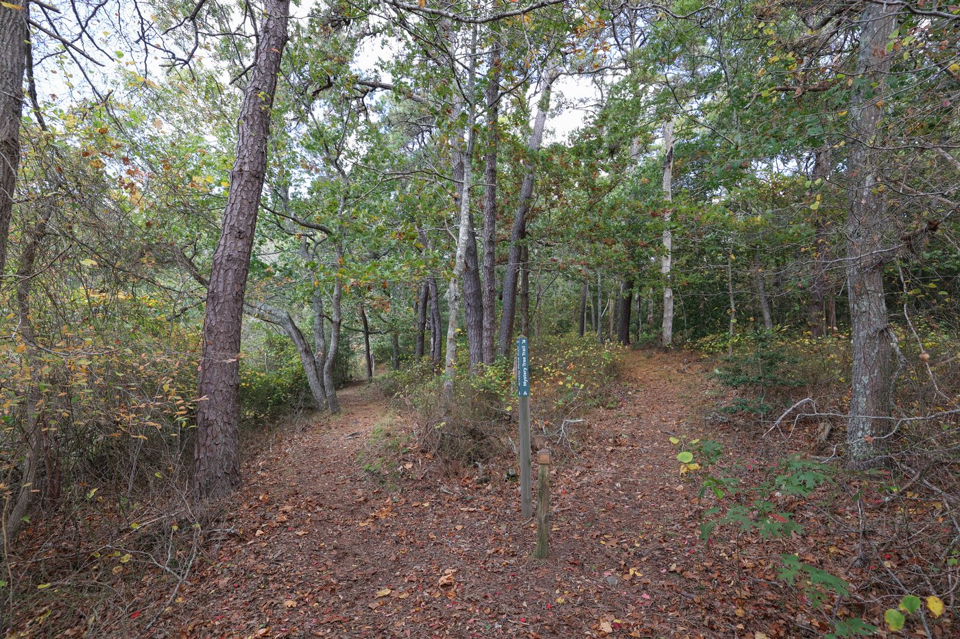 two trails with a trail sign in between