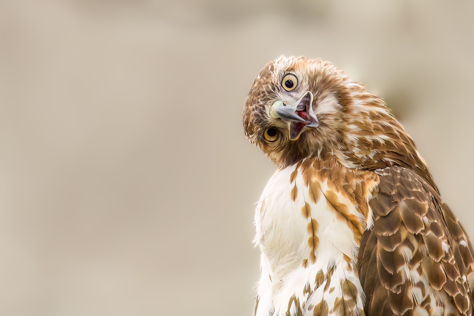 Hawk looking inquisitive