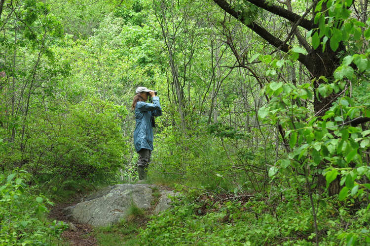 Person in a blue shirt and white hat looking through a pair of binoculars in the forest.