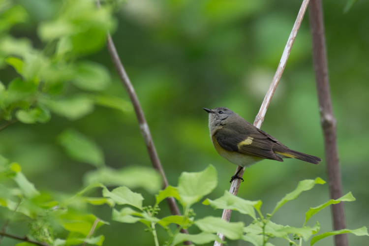 Gray bird with a small yellow band on its wings and one yellow tailfeather standing on a twig.