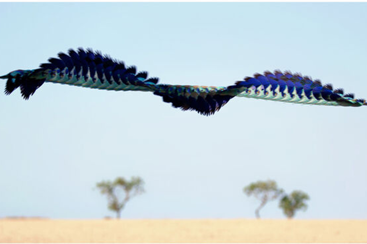 abstract art of a flying bird