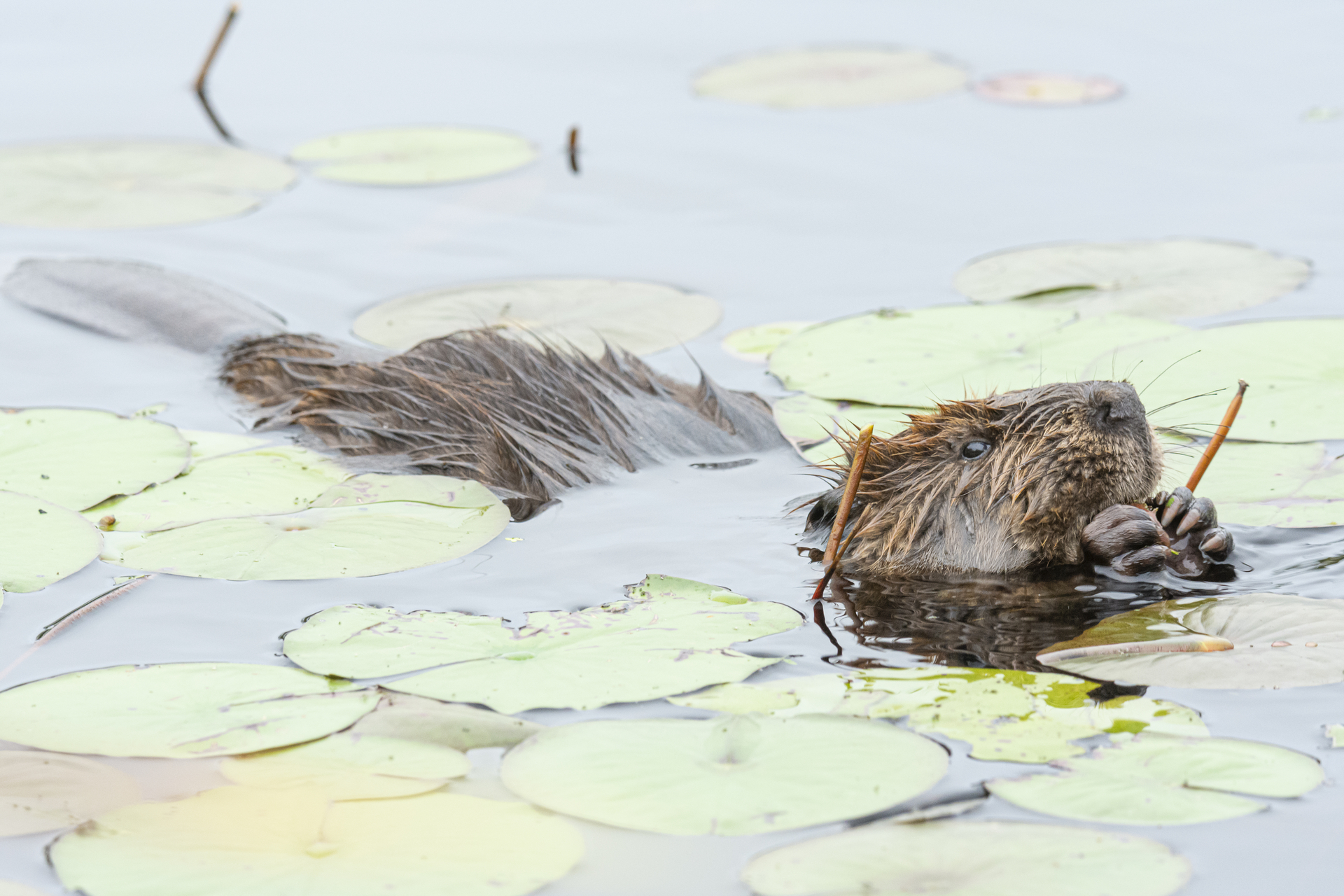 Beaver swimming in the water
