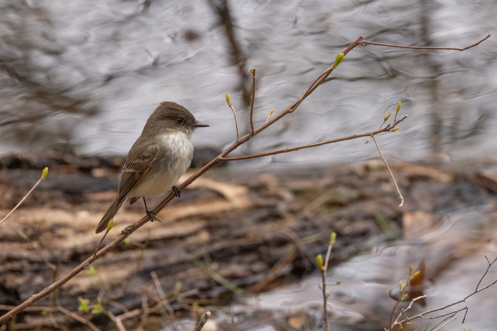 Eastern Phoebe perched on twig