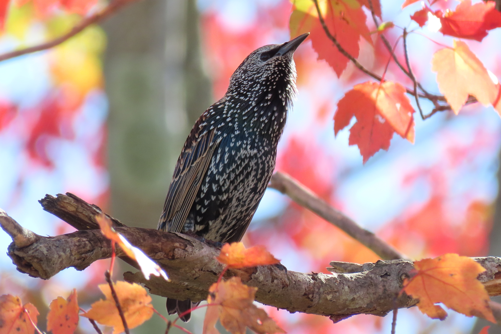 European Starling perched on branch among fall leaves