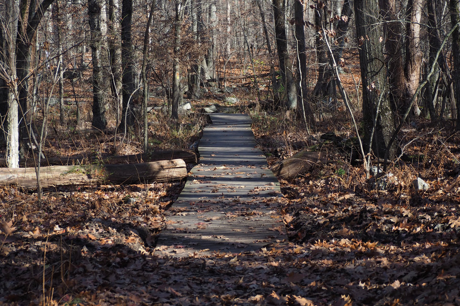 boardwalk in winter
