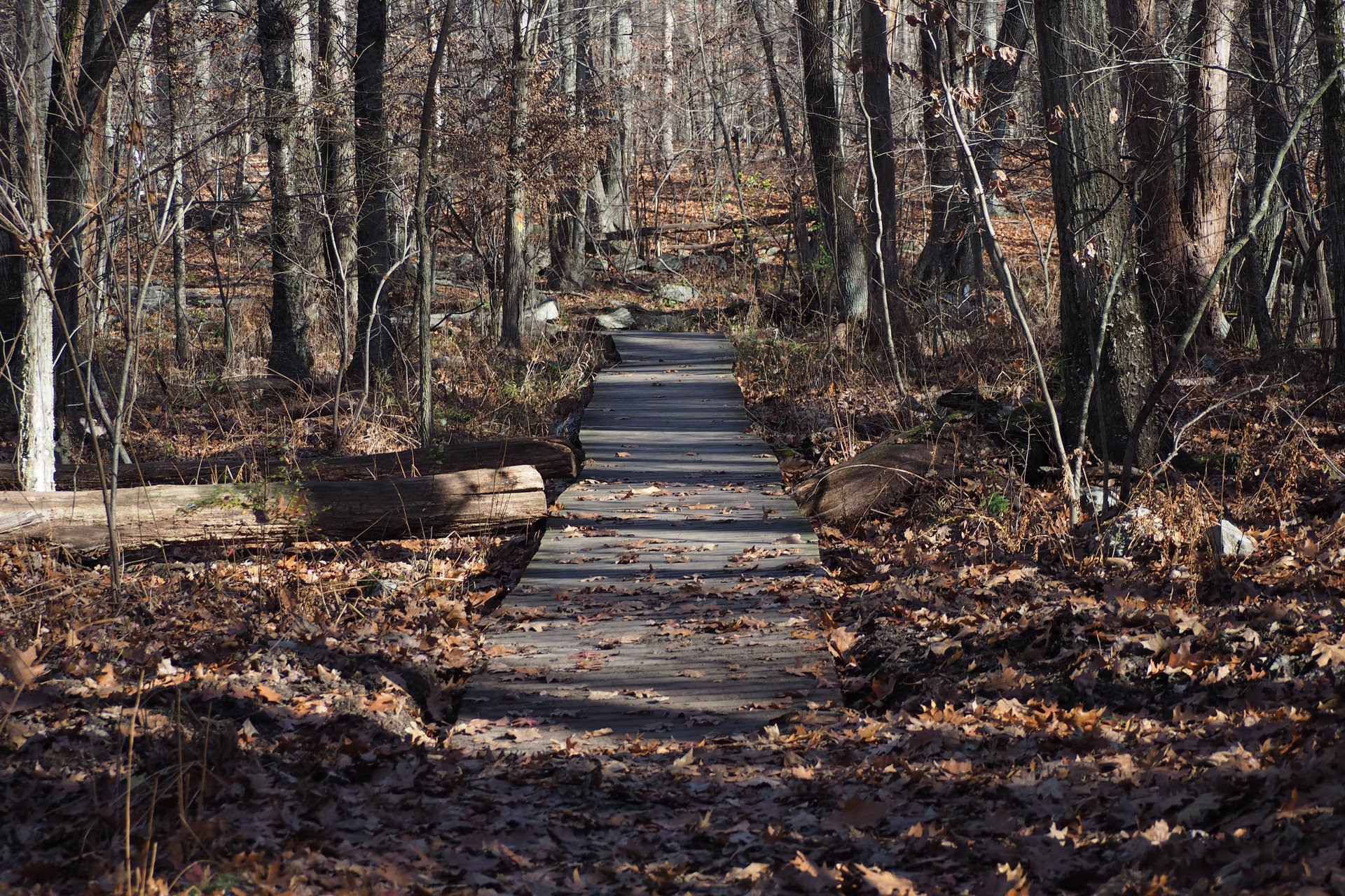 boardwalk in winter