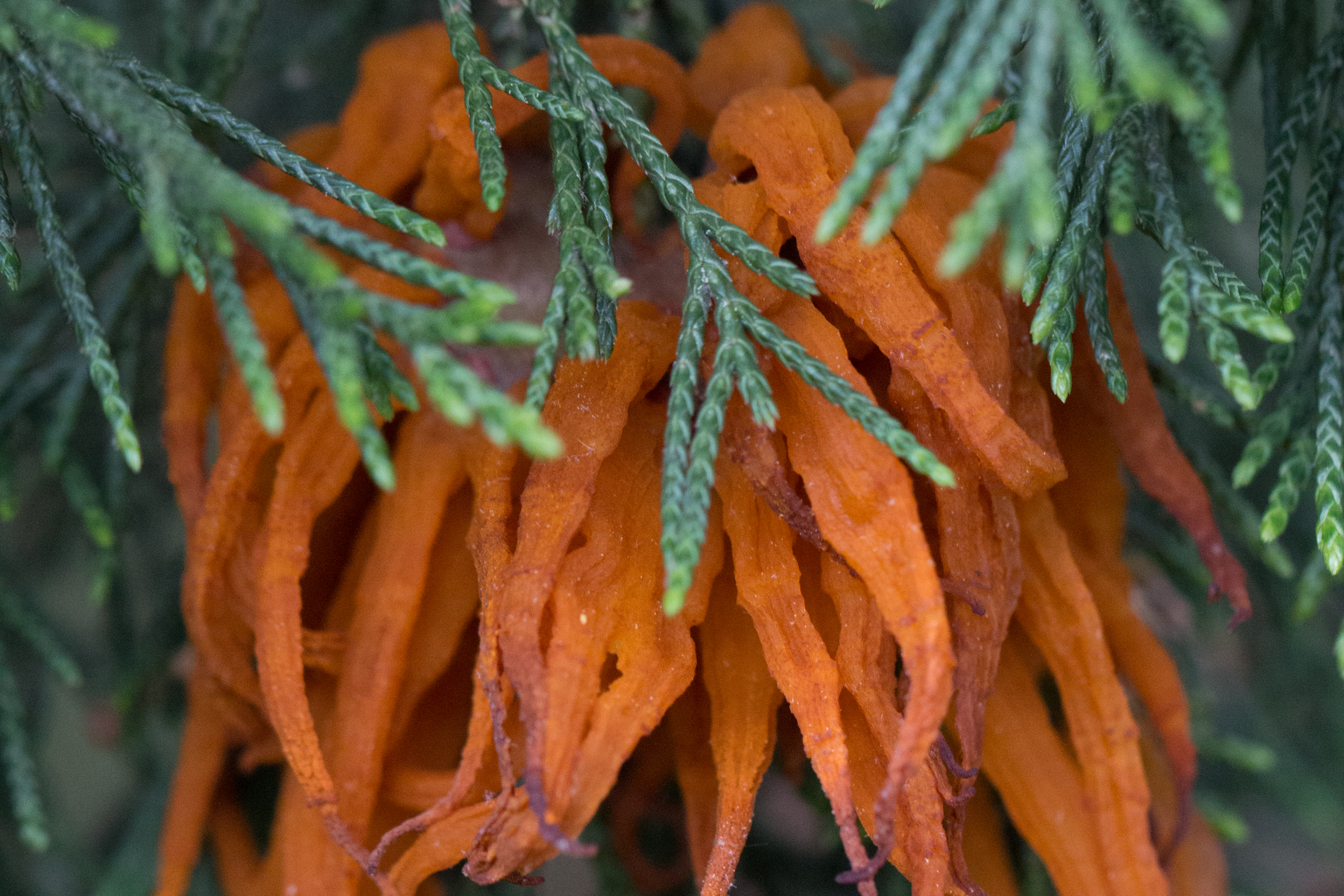 Long orange fungus growing out of evergreen