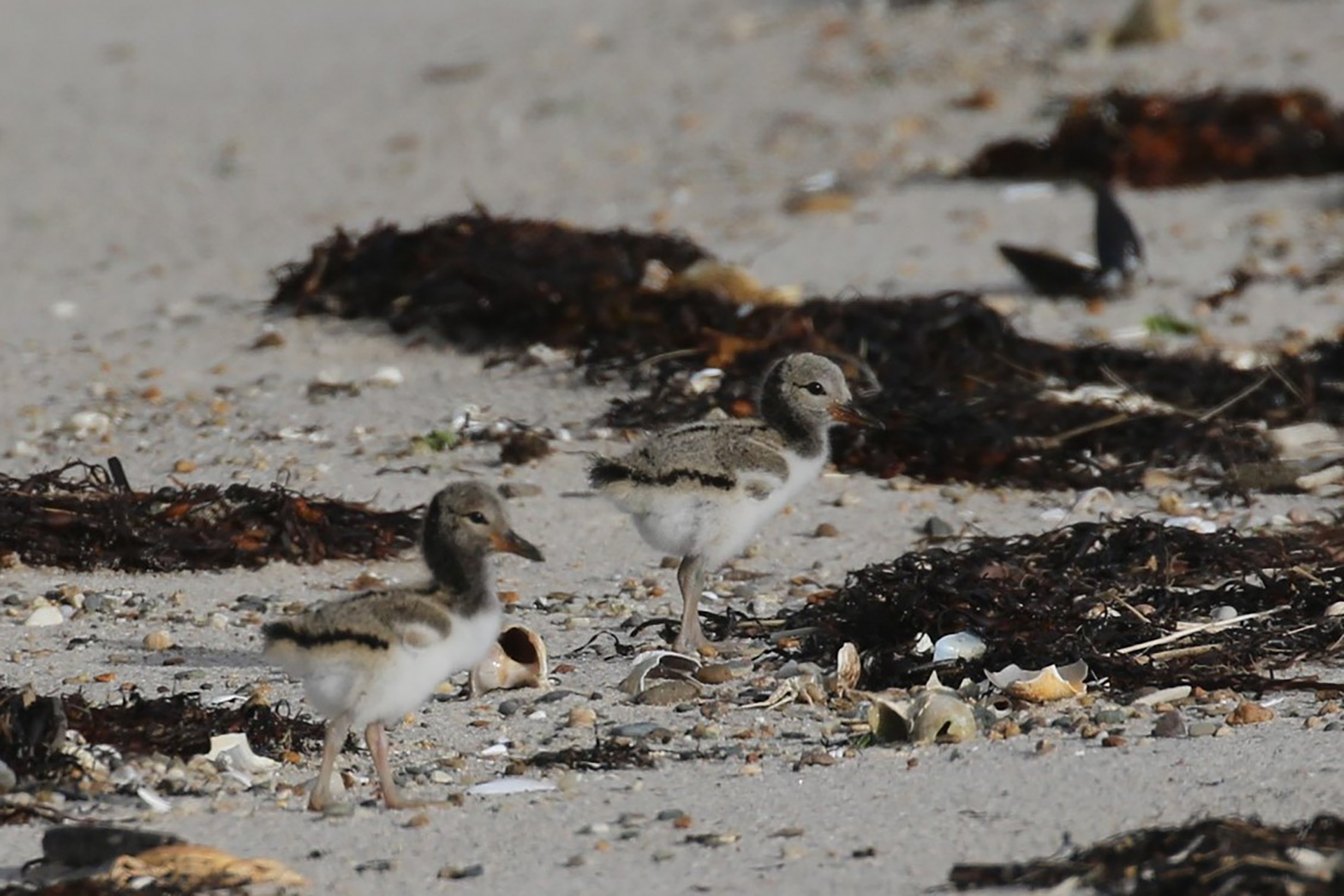 Two gray and black chicks standing on wet sand surrounded by seaweed