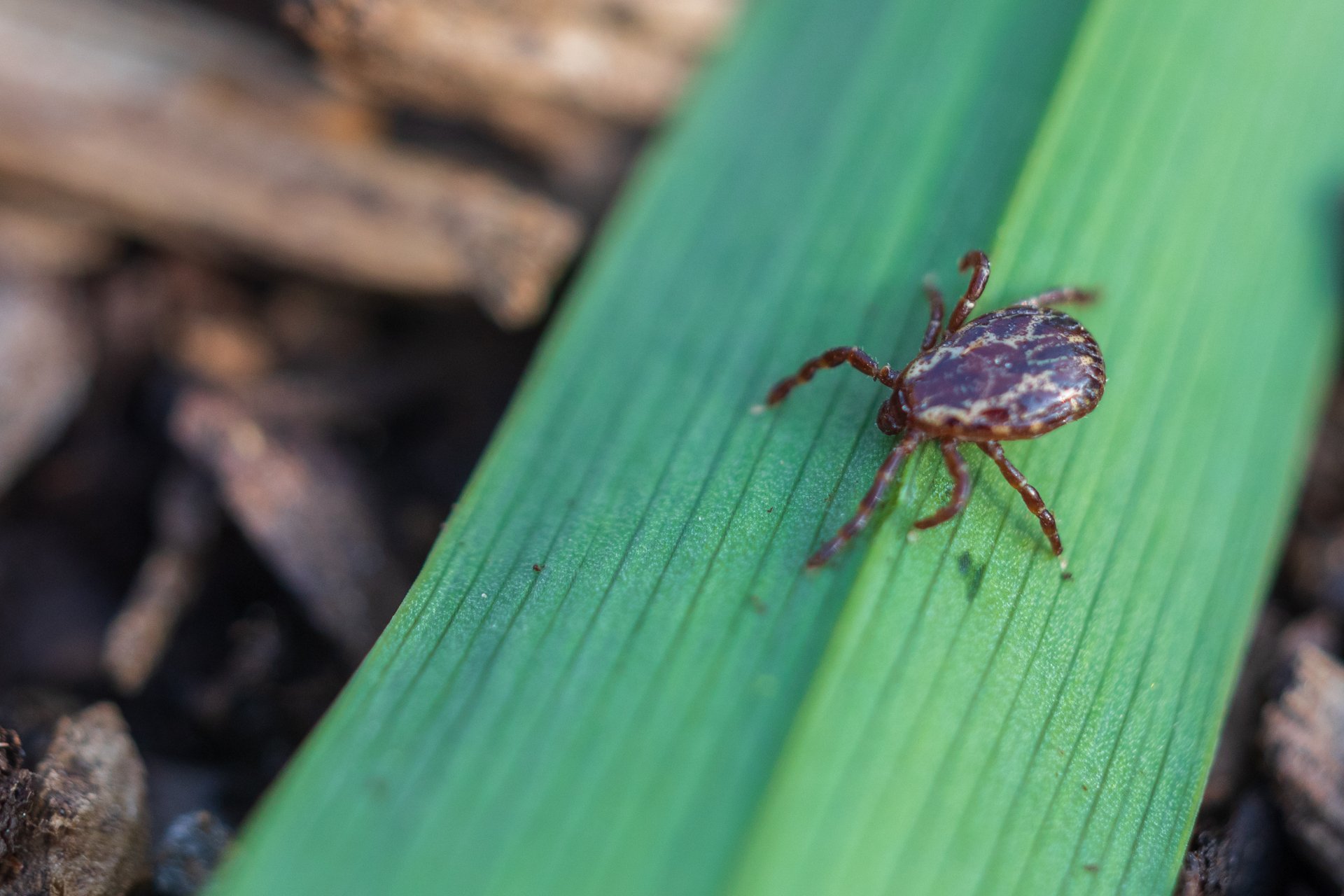 Dog Tick on a leaf