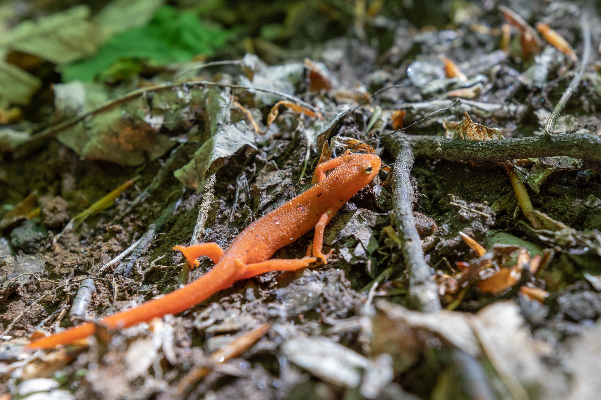 A bright orange Red Eft climbing over twigs and dirt.