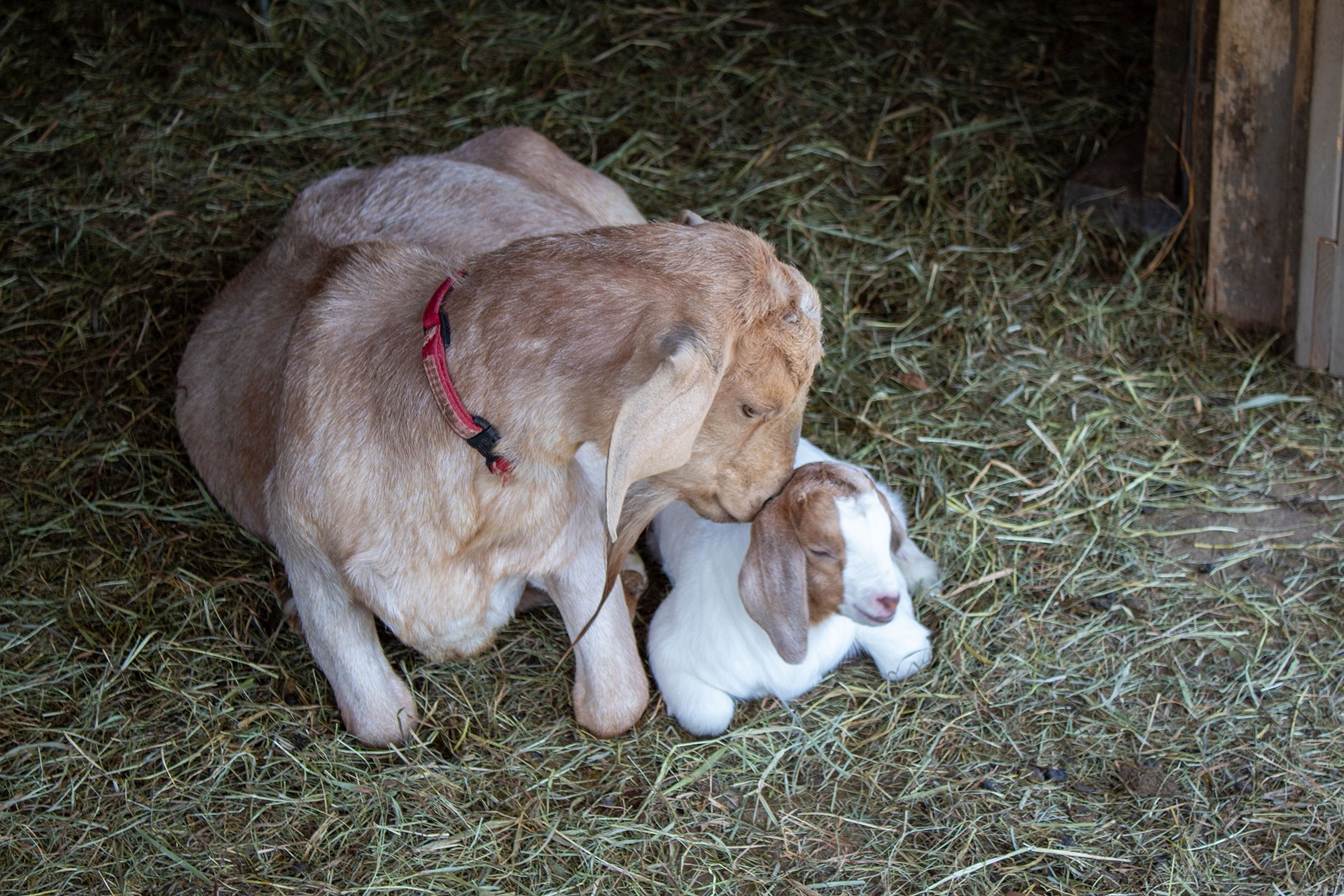 Mother goat with her kid laying on a bed of hay